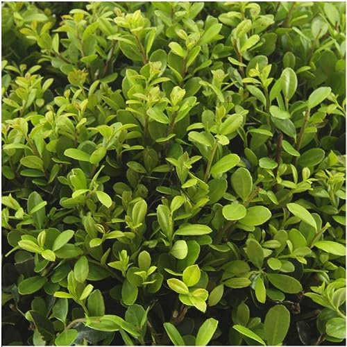Agrifoglio – Ilex crenata 'Jenny' – Ø 7 cm – 15 cm – 6 pezzi