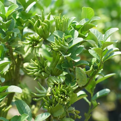 Bergamotte balkon garten hochbeete für garten säulenobst baumsamen säulenobstbäume gartenpflanzen zwergobstbäume pflanztöpfe spalierobst zimmerbonsai bonsai obstbäume gewächshaus 120samen