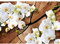 Runa Art Fototapete 3D Orchidee Holz 352 x 250 cm Vlies Tapeten XXL Moderne Wandtapete Wohnzimmer Schlafzimmer Weiss 9057011b