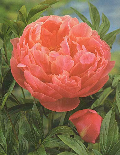Pfingstrose Coral Charm Paeonia Lactiflora1 Wurzelstück mit Augen Rarität