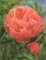 Pfingstrose Coral Charm Paeonia Lactiflora1 Wurzelstück mit Augen Rarität