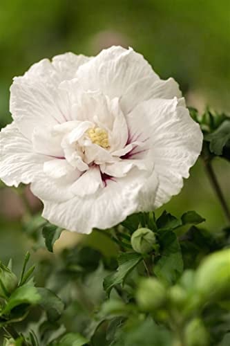 Hibiscus syriacus 'White Chiffon' 80-100 cm - Gartenhibiskus, weiße gefüllte Blüten, Blütezeit Juli-September, ideal für Hecken, pflegeleicht und winterhart