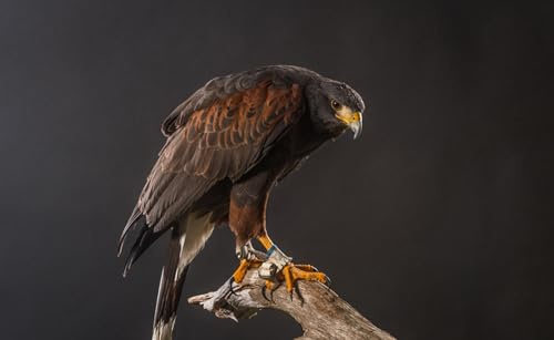 OZLHSP lernspielzeug 3D Puzzle 500 Teile Harris Hawk Tiere 52x38cm