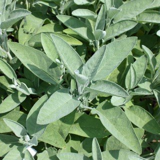 Salbei - Salvia officinalis - Kräuterpflanze