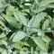 Salbei - Salvia officinalis - Kräuterpflanze
