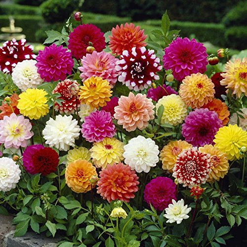 Dahlia - Decorative Mix - Beautiful Stunning Flower Bulbs Mixed Colour Double Flowers for Planting Now X3 Bulbs