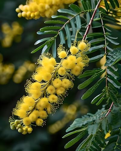 Seedeo® Silber-Akazie/Winter-Mimose (Acacia dealbata) ca. 50 Samen