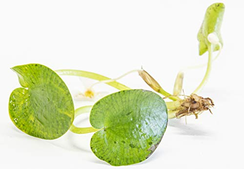 PondPlantsUK 3 Large Amazon Frogbit