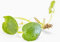 PondPlantsUK 3 Large Amazon Frogbit