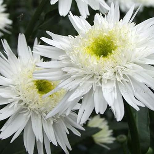 6 x Margerite 'Wirral Supreme' - Leucanthemum 'Wirral Supreme' Topf 9x9cm: Weiße Blüten, kompakter Wuchs, bienenfreundlich.