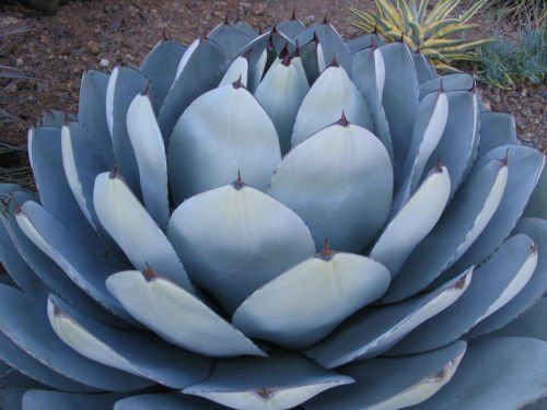Seeds 50 semi agave parryi truncata rare succulent artichoke Exotic Garden Seed Aloe