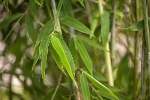 Fargesia 'Maasai' 100-125 cm - Schirmbambus, immergrün, ideal als Sichtschutz, winterhart, pflegeleicht, nicht invasiv
