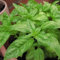 Semillas de limón Hierba de la albahaca (Ocimum basilicum) 100 + Semillas