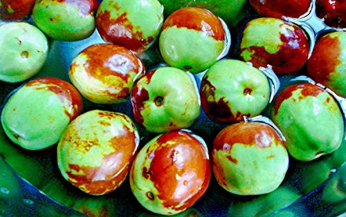 seedsown 5 Ziziphus Jujuba Jujube Samen Essbare Obstbaum