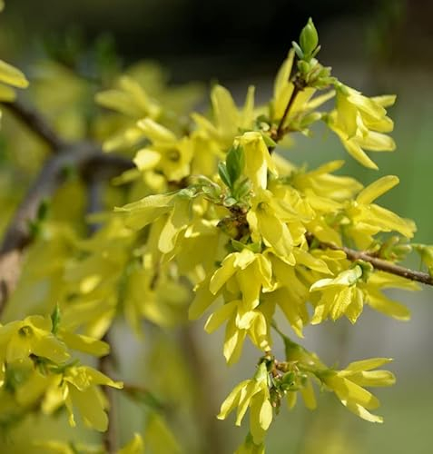 Forsythie Mikador 40-60cm - Forsythia - Gartenpflanze