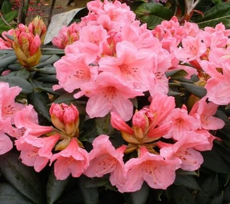 100 pièces de graines de fleurs de rhododendron