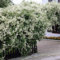 Fallopia Baldschuanica Climbing Plant - Russian Vine - Fast Growing Climber in a 9cm Pot