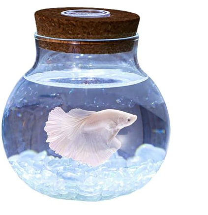 Creative Betta Fish Tank, Aquarium Rond avec Couvercle de Lampe en Bois, en Verre Haute Transparence, adapté aux Petits Poissons.S
