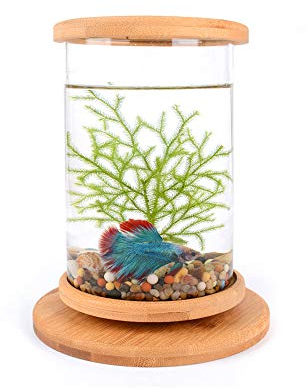 Aquarium rond rotatif en verre transparent pour décoration de la maison ou du bureau
