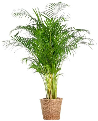 Areca-Palme (Dypsis) XL mit Korb Torun - 110-120cm - Ø24cm - Zimmerpflanze - Immergrün