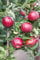 Malus domestica 'Florina' 150-200 cm - Apfelbaum, rote Früchte, Erntezeit September-Oktober, ideal für Obstgärten, robust und winterhart