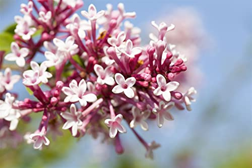 Zwergflieder Syringa microphylla Superba 80 cm Stamm winterhart | Duftende Blueten, sonniger bis halbschattiger Standort, ideal fuer Beet und Kuebel, bienenfreundlich, schnittvertraeglich