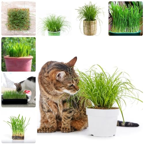 100 pcs katzengras samen - wintergemüse bio saatgut bohnenkraut pflanze Wheatgrass gemüsesamen alte sorten balkonpflanzen winterhart gemüsepflanzen topfpflanzen draußen winterhart