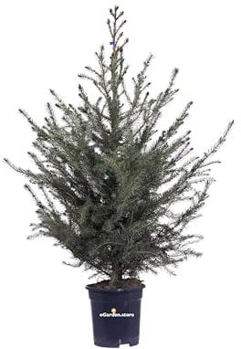 Pianta di Picea Omorika Pianta di Abete pianta da esterno albero di Picea pianta conifera pianta ornamentale Abete per albero di Natale pianta vera venduta da eGarden.store