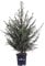 Pianta di Picea Omorika Pianta di Abete pianta da esterno albero di Picea pianta conifera pianta ornamentale Abete per albero di Natale pianta vera venduta da eGarden.store