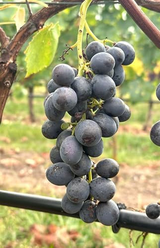 Tafeltraubenrebe 'Ontario' – Robust, frosthart & aromatisch | Große, zwetschgenfarbene Beeren | Für Garten, Spalier & Terrasse | 3-jährige getopfte Weinrebe