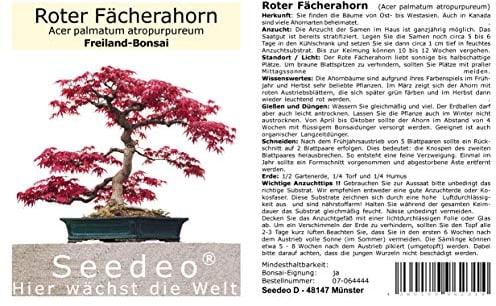 Seedeo® Roter Fächerahorn (Acer palmatum atropurpureum) Bonsai 20 Samen