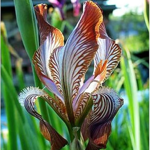 Iris Bulbos,Bulbos De Flor Iris,Iris Flores, Iris Hollandica,Iris Japonica ,Iris Versicolor,Bulbos OtoñO Iris,Tolerante Al FríO Y A La SequíA, Bajo Mantenimiento.-4bulbos-B