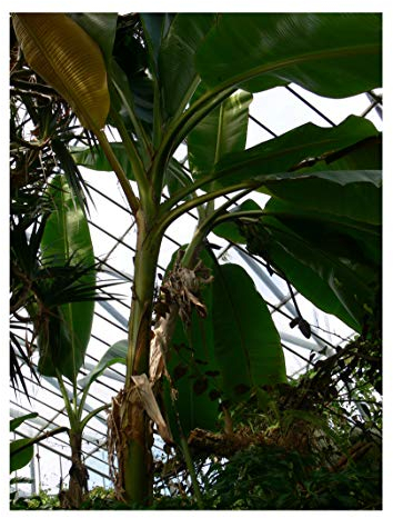 ★★ Himalaya Banane ★★ 10 Samen -musa sikkimensis -Robust und Frosthart-