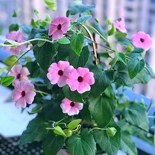 400 pcs schwarzäugige susanne pflanzen samen - dekoration wohnzimmer Thunbergia alata,Blumensamen Susie,kletterpflanzen gartenblumen mehrjährig winterhart schmetterlingswiese wildblumensamen