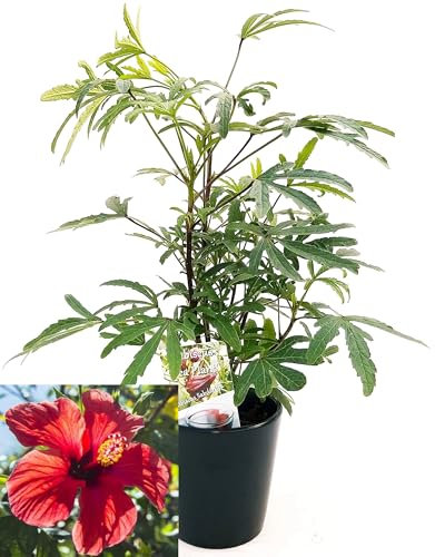 POWERS TO FLOWERS - HIBISCUS SABDARIFFA, PIANTA DEL THE, PIANTA DEL KARKADÉ, IN VASO CERAMICA NERO OPACO, pianta vera
