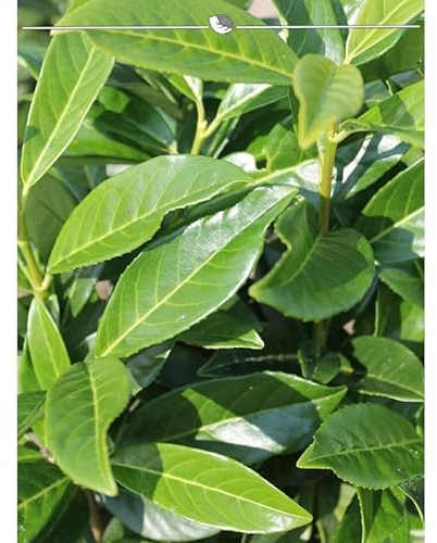 Kirschlorbeer Lorbeerkirsche Genolia 140-160 cm. 20 St. Kirschlorbeer Hecke
