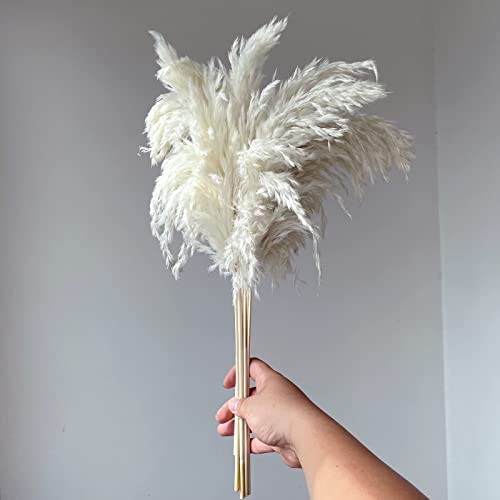 GOALS 20-Stück Flauschiges Pampasgras 60cm hoch White Boho Raumdekoration Pampas-Blumenstrauß Hochzeit Herbst Heimdekoration… (White, 60 cm)