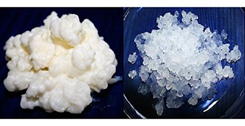 Pack 40g de Hongo de Kéfir de Leche + 100g de Hongo de Kéfir de Agua Frescos + Instrucciones + Recetas + Ayuda y Asesoramiento en español - KEFIRALIA®