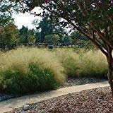 Semillas hierba de amor de arena hierba ornamental (Trichodes Eragrostis) 200 + 400 + (Semillas)