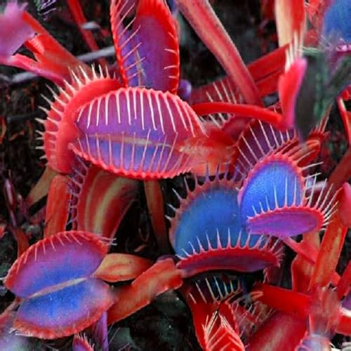 Winterharte Samen,Blumensamen für eine bunte Bienenwiese,Premium Samen Blumen,20 Sorten Blumensamen,Bienenweide- 100PCS Samen der Venusfliegenfalle