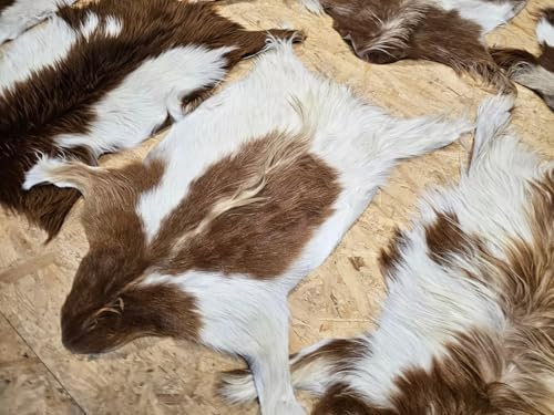 Provellus Ziegenfell Zickelfell kein Geruch | natürliche Farben | Fellteppich (Braun-Weiß, 80cm-100cm lang 1.Wahl)