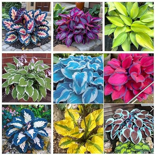 Hosta-Zwiebeln,Bodendecker,Hosta Rhizom,Gut FüR Container,Hosta Pflanze Winterhart,Winterhart MehrjäHrig,Hosta Knollen,GroßE Blattpflanzen,Funkien Knollen-6zwiebeln-A