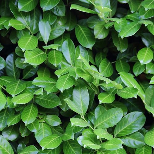 Prunus laurocerasus Novita - pianta siepe - foglia verde - 6 piante - 1 metro lineare - sempreverde - vaso 17 cm altezza 50 cm