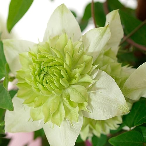 6 Pcs clematis winterhart mehrjährig zwiebeln - klematis - pflanzen für sonnige plätze deko blumen, (Clematis florida) pflanzen für draußen winterhart, balkon blumen, exotische pflanzen