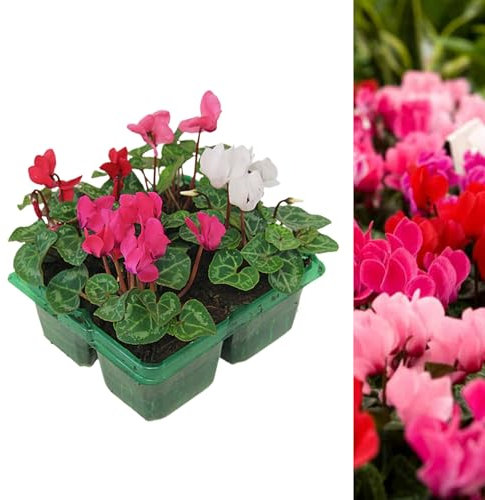 Cyclamen Mixed Garden Ready Plants 1 x 4 Pack - Autumn Flowering Perennials Shrubs - Outdoor Instant Colour Plants for Beds, Containers or Borders