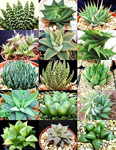 25 Samen Haworthia Mix Seltene Leben Sotnes Pflanze Exotische Kaktus-Blume Succulents