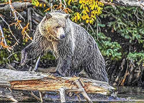 Grizzly Pounce Fine Art Bear Jigsaw Puzzle 1000 Pieces for Adults and Teens by PuzzQuest