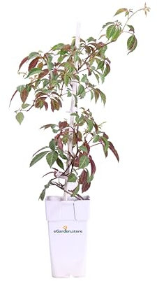 Pianta di Parthenocissus o Partenocisso Pianta di Vite Americana o Canadese pianta da esterno pianta rampicante pianta vera venduta da eGarden.store (Parthenocissus Henryana)