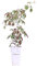 Pianta di Parthenocissus o Partenocisso Pianta di Vite Americana o Canadese pianta da esterno pianta rampicante pianta vera venduta da eGarden.store (Parthenocissus Henryana)
