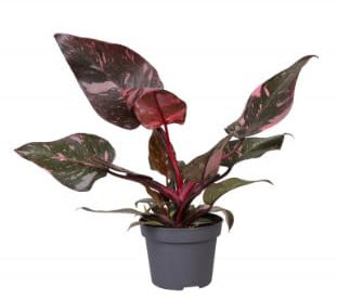 Philodendron Pink Princess Marble Varigated in 30 cm Pot Approx 30 cm Tall